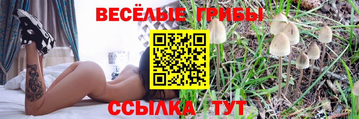 Галлюциногенные грибы Psilocybine cubensis Нурлат